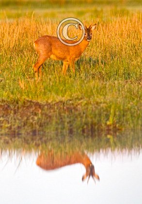 Roe Deer Buck DM1151
